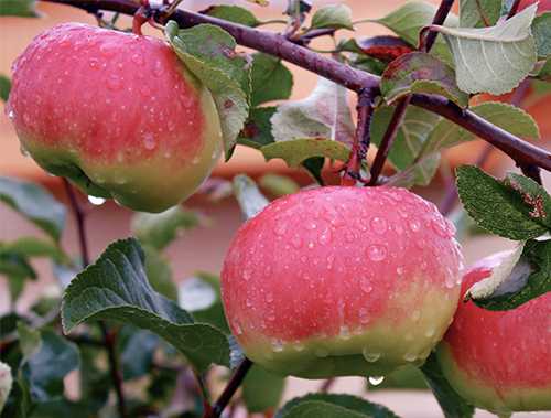 Яблоня медок: особенности сорта и ухода