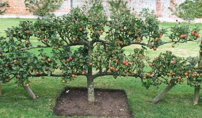 Описание и характеристики стелющейся яблони, особенности посадки и ухода
