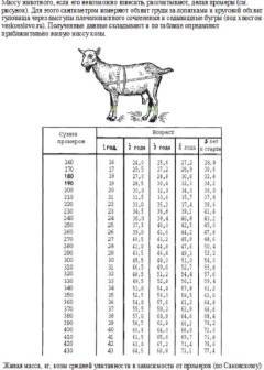 Сколько весит корова – средние показатели, методы определения массы