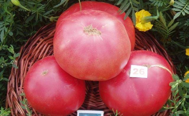 Томат розовый гигант — 115 фото, описание и характеристика сорта. правила посадки и урожайность сорта