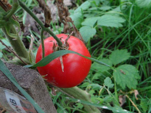 Описание сорта томата семеныч f1, особенности выращивания и урожайность