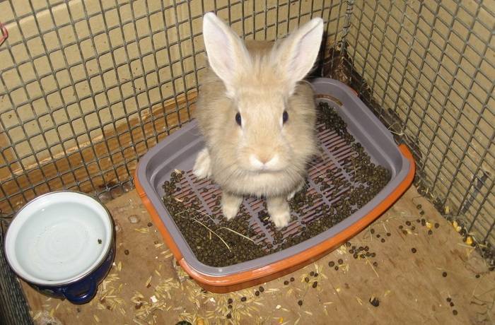 Кормящая крольчиха перестала есть. почему кролик стал пассивным (вялым) – не ест, не пьет, не играет? основные причины отсутствия аппетита у кроликов