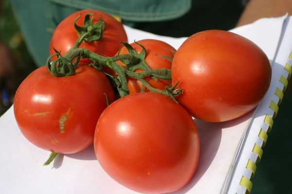 Описание сорта томата северный румянец и его характеристики