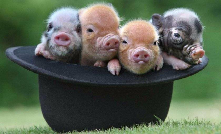 Мини пиги — описание и характеристика декоративных свинок
