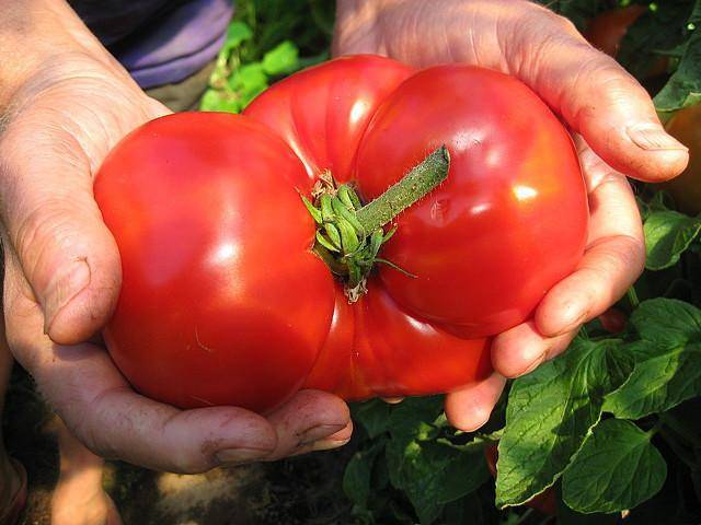 Крупноплодные биф-томаты: что это и с чем их едят