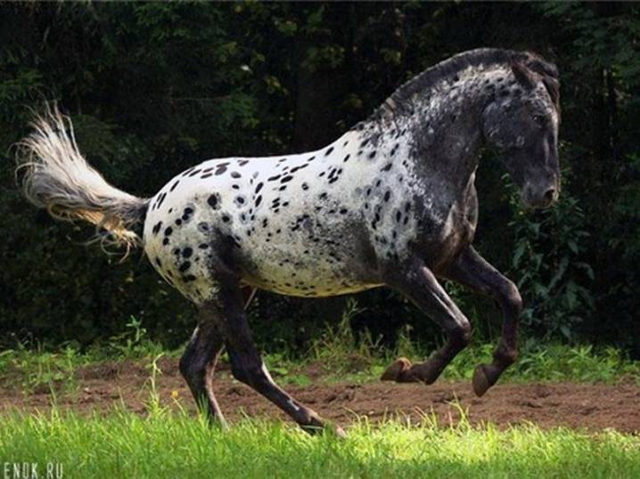 Алтайская порода лошадей