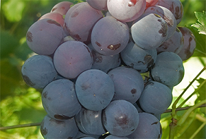 Обзор винограда сорта аркадия: основные характеристики и нюансы агротехники