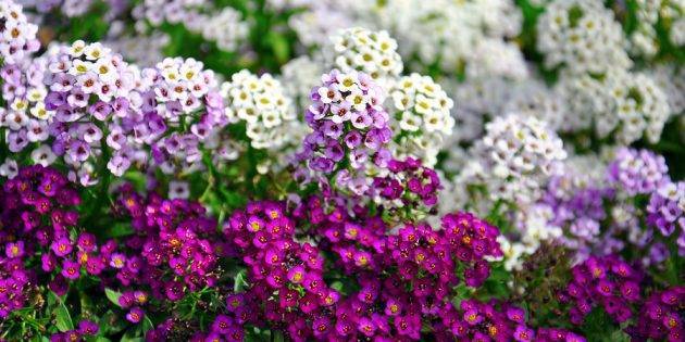 Описание 15 лучших видов однолетних цветов для дачи цветущих все лето