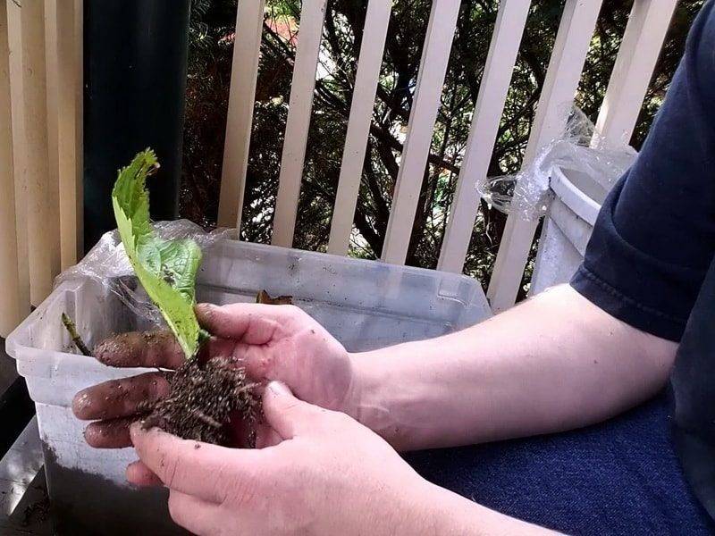 Голубика садовая – основы посадки, ухода и размножения