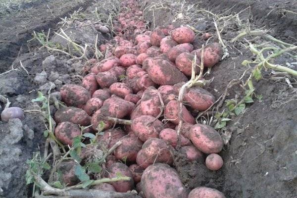 Сорта картофеля для центрально-черноземного региона: список