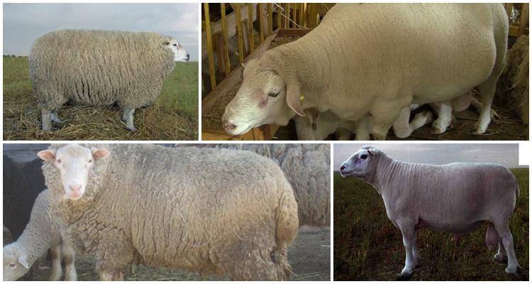 Самые распространенные породы овец