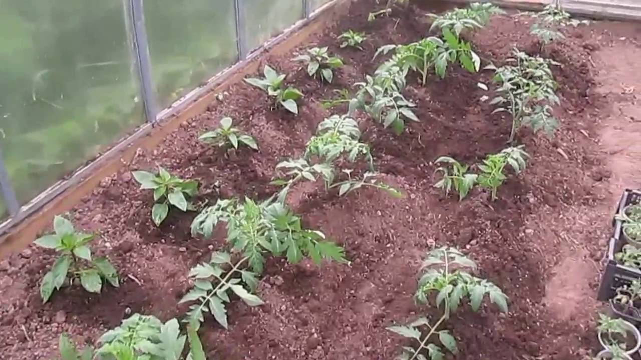 Земля после томатов