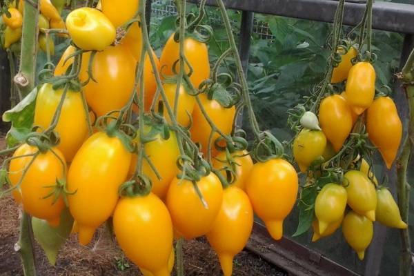 Описание сорта томата золотая кисть, особенности выращивания и ухода