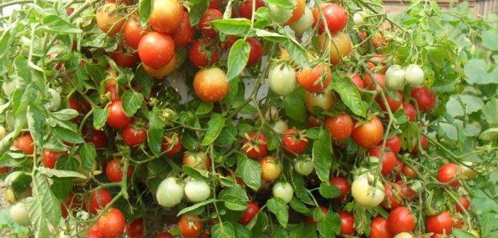 Помидоры-персики загадка природы: особенности сорта, описание агротехники, отзывы о томате