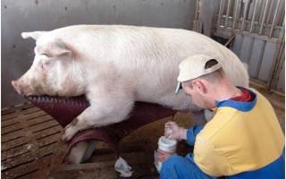 Свинка без жениха: проводим искусственное осеменение