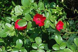 Роза флорибунда посадка и уход в открытом грунте