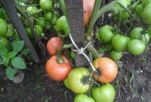 Голландский гибрид — томат «торбей»
