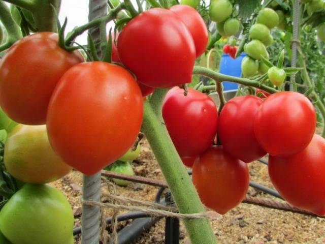 Если нужен обильный урожай — поможет томат «буденовка»: описание сорта, фото, характеристика