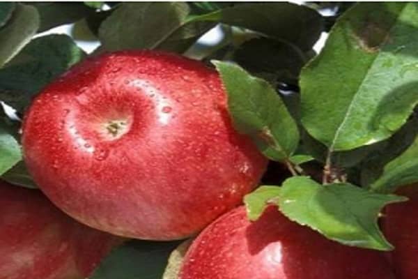 Яблоня анис свердловский: особенности сорта и ухода