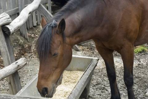 Беременность у лошади: длительность и особенности ухода
