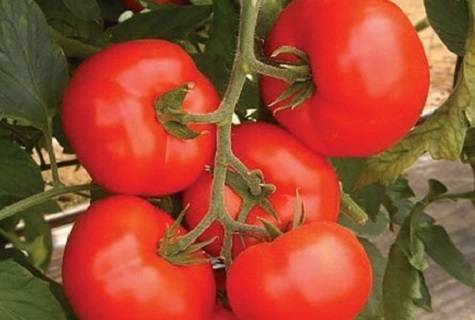 Как вырастить томат бетта