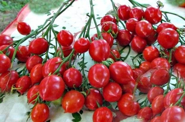 Описание и характеристики сорта томата поцелуй герани, его урожайность