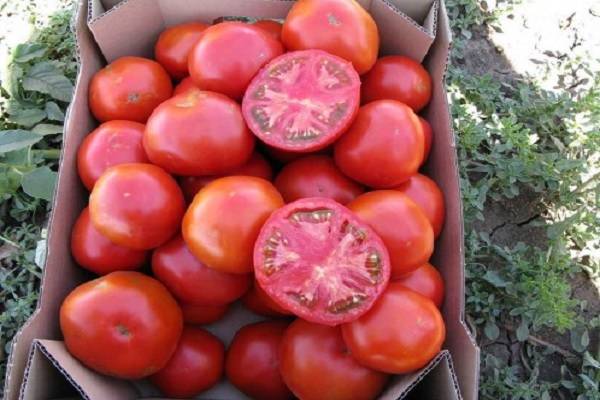 Описание сорта томата Князь серебряный, особенности выращивания и ухода