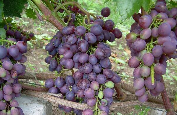 Описание и характеристики винограда сорта Краса Никополя, посадка и уход