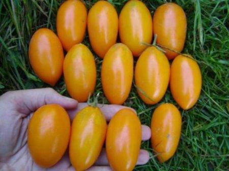 Выращивание раннеспелого сорта помидоров черри — томат «желтая вишня»