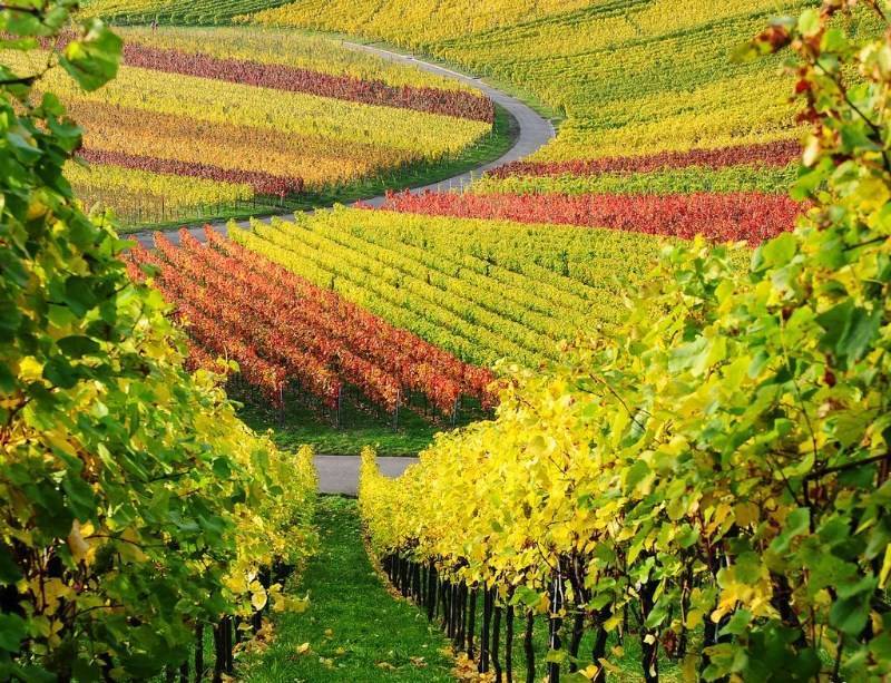Описание и характеристики винограда сорта Траминер, выращивание и уход