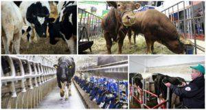 Зачем корове нужны рога: их основное назначение, состав, способы удаления