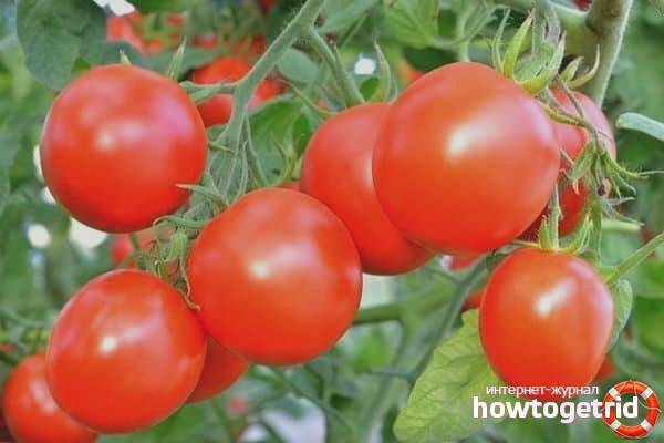 Описания сорта томата Петергоф, его выращивание и уход