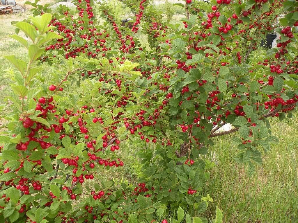 О карликовой вишне: описание сорта, особенности выращивания и ухода