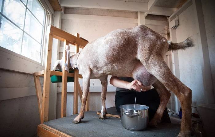 Аппарат для доения коз: обзор моделей и рекомендации по изготовлению в домашних условиях