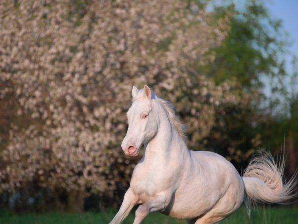 Характеристика и история происхождения соловой масти лошадей