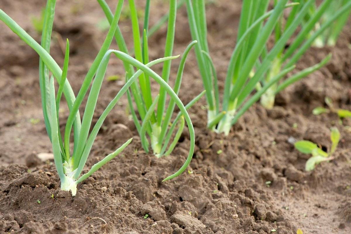Как посадить лук-батун на рассаду и сразу в открытый грунт
