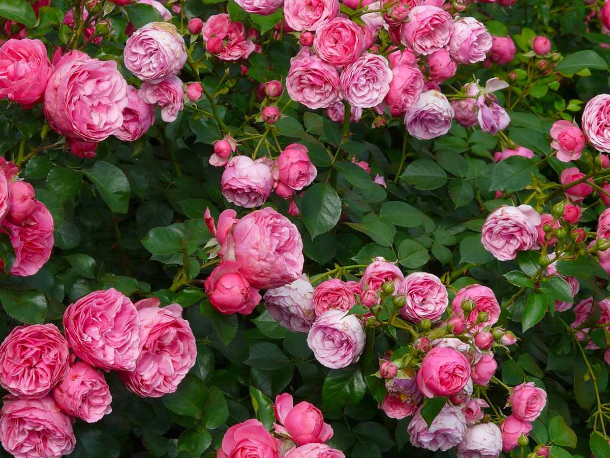 Штамбовые розы: посадка и уход, фото, цена на саженцы