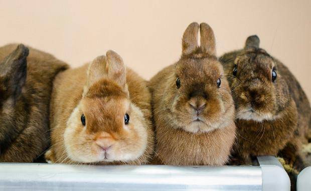Описание и классификация декоративных кроликов и как определить породу
