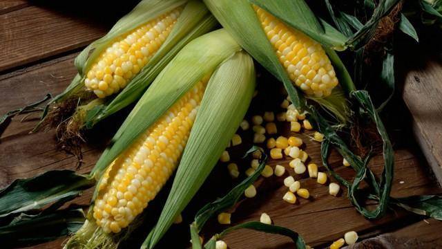 Выращиваем сахарную кукурузу через рассаду