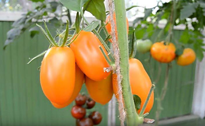 Чем привлекает дачников томат чухлома