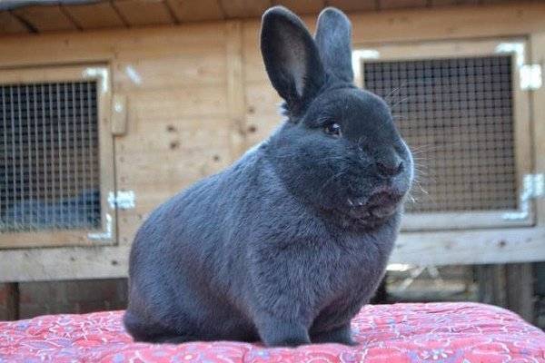Описание и характеристики кроликов венской голубой породы, правила ухода