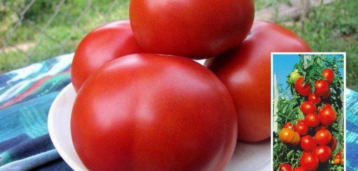 Сорт помидоров палка — идеальный вариант для садоводов