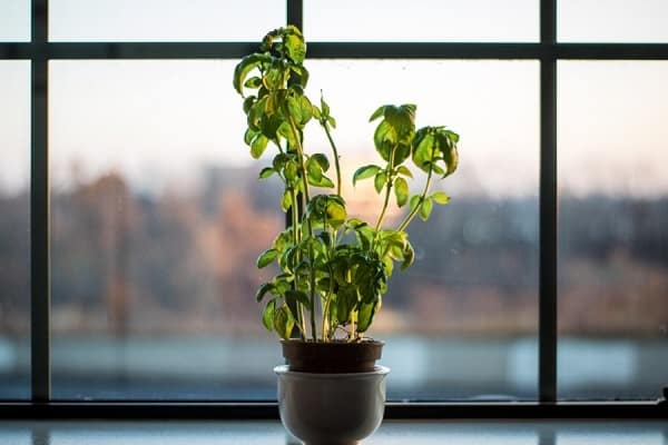 Базилик —  выращивание пряно-вкусового растения от а до я