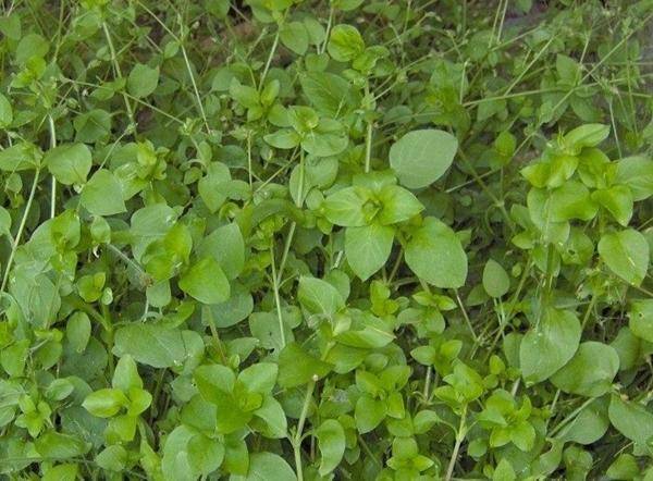 Трава мокрица: полезные свойства, противопоказания, польза и вред