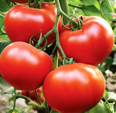Когда сеять помидоры на рассаду в 2020 году: сроки посева