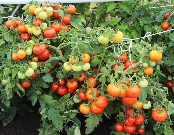 Томат ирина характеристика и описание сорта. гибрид с хорошей урожайностью — томат ирина f1: урожайность сорта и его описание