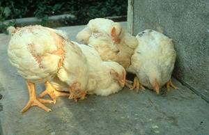 Как лечить курицы от птичьего гриппа