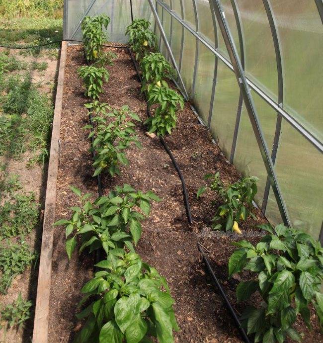 С чем лучше сажать перец в теплице: правила удачного соседства для хорошего урожая