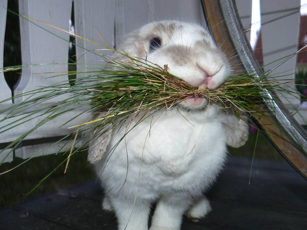 Учимся правильно стричь декоративному кролику когти!