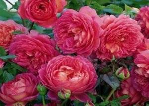 Описание розы клэр остин, особенности посадки и ухода